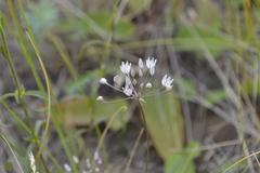 Allium inaequale