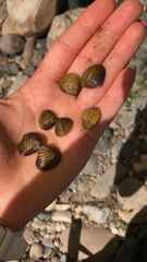 Corbicula fluminalis