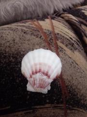 Pecten