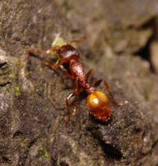 Temnothorax