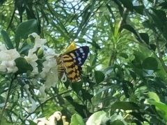 Dysphania subrepleta