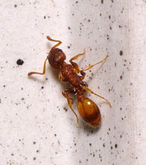 Temnothorax
