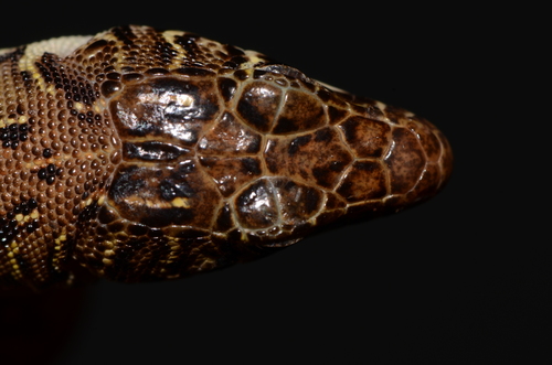Spotted Sandveld Lizard