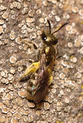 Dialictus