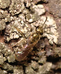 Dialictus