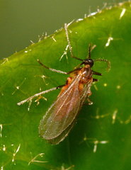 Cecidomyiidae