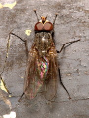 Anthomyiidae