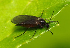 Sciaridae