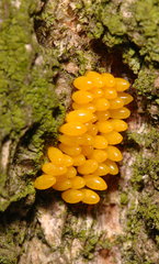 Lepidoptera