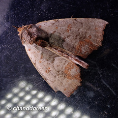 Hyperlopha compactilis