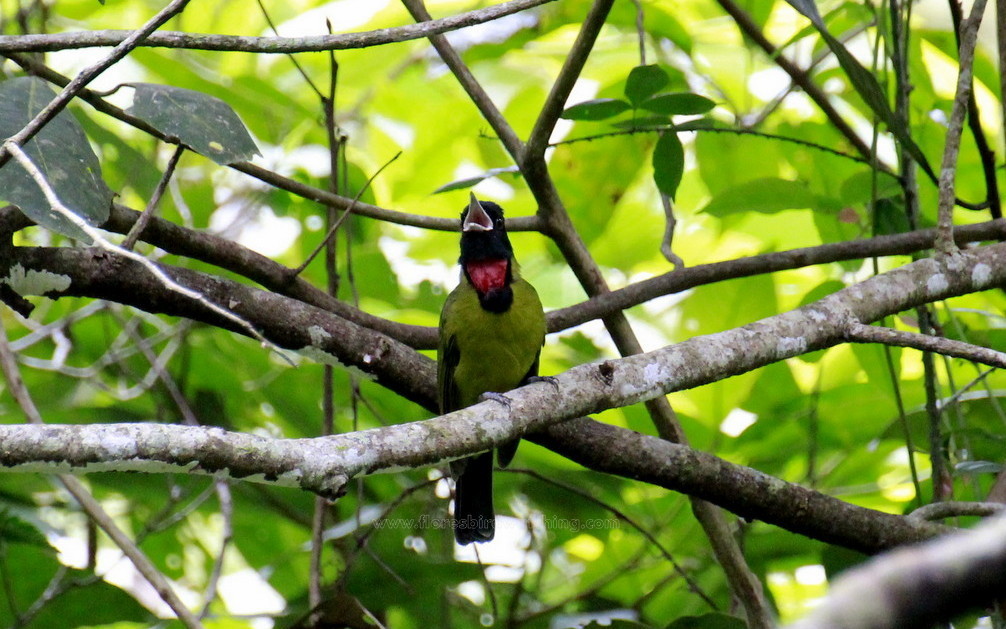 Bare-Throated Whistler