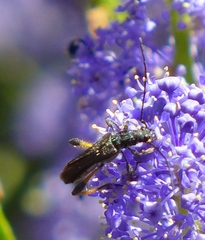 Callimoxys fuscipennis