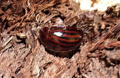 Paropsisterna octolineata