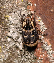 Valgus hemipterus