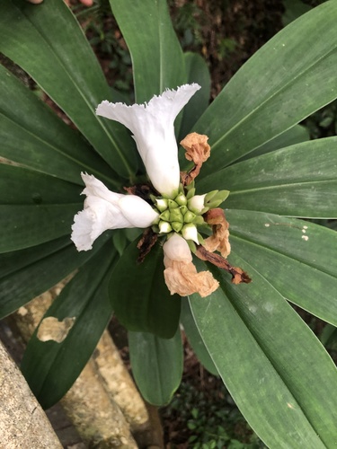 Hellenia speciosa