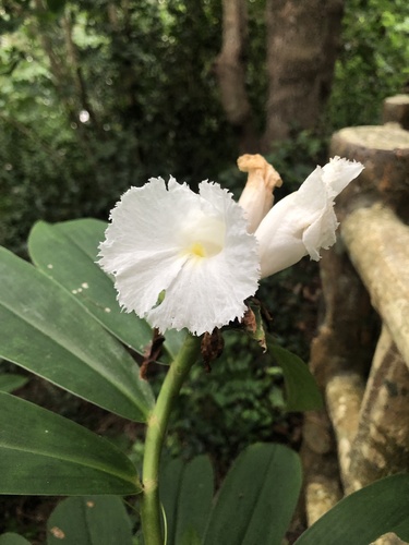 Hellenia speciosa