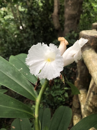 Hellenia speciosa