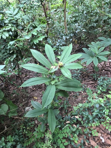 Hellenia speciosa