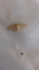 Idaea belemiata