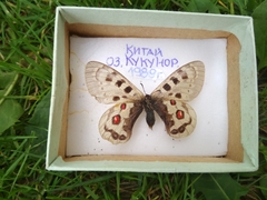 Parnassius szechenyii