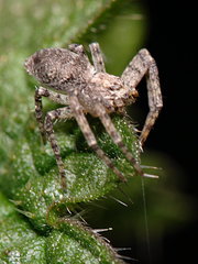 Philodromus