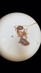 Prolasius advena