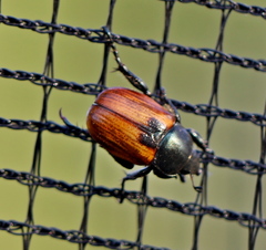 Anisoplia austriaca