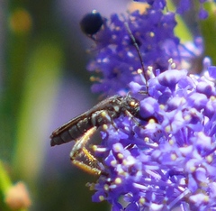 Callimoxys fuscipennis