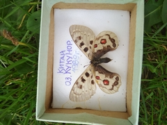 Parnassius szechenyii