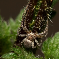 Philodromus