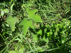 Rubus reflexus