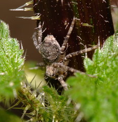 Philodromus
