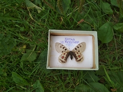 Parnassius szechenyii