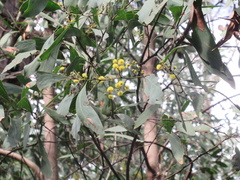 Acacia obliquinervia