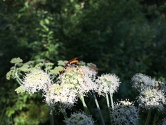 Tenthredo campestris