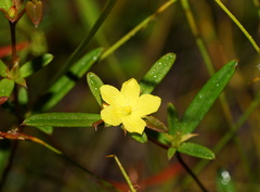 Hibbertia salicifolia