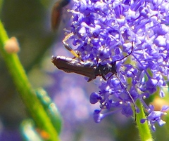 Callimoxys fuscipennis