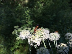 Tenthredo campestris