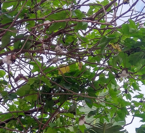 pale-billed flowerpecker (Dicaeum erythrorhynchos)