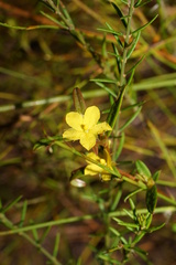 Hibbertia salicifolia