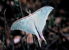 Actias selene