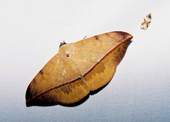 Hypopyra