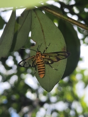 Amata grotei
