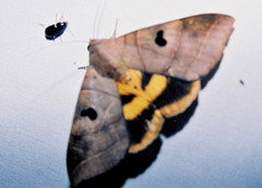 Thyas coronata