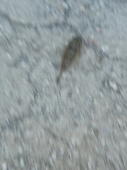 Torquigener flavimaculosus