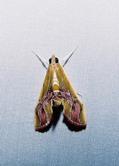 Agathodes ostentalis