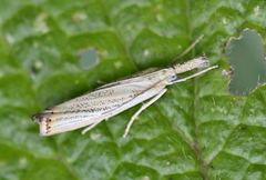 Agriphila straminella
