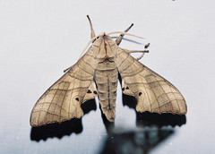 Marumba dyras