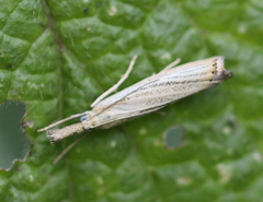 Agriphila straminella