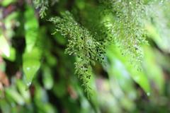Hymenophyllum flexuosum